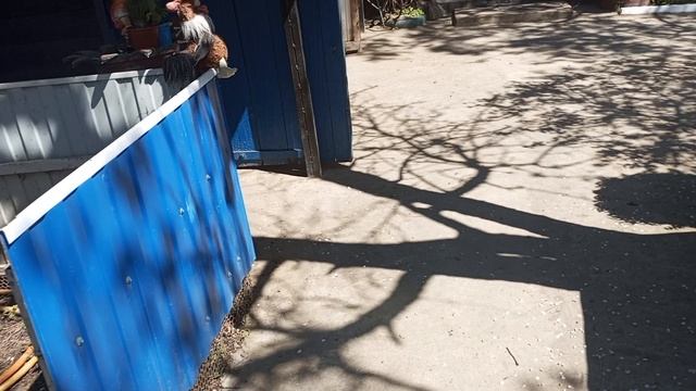 болталка