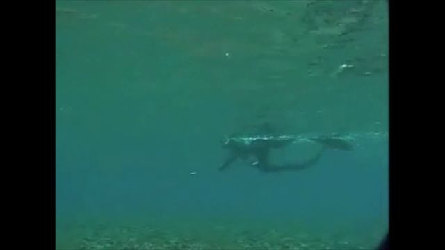 Freediving (Okinawa, Japan) 2000