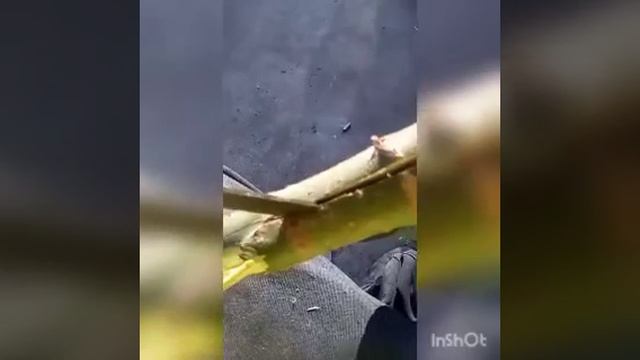building a primitive spear for small game