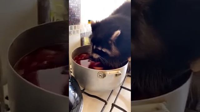 Енот балованный.