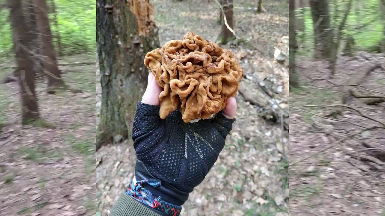 Фотоохота, ищем гнездо черного дрозда (поход выходного дня) ЧАСТЬ 1