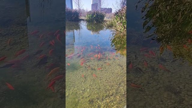Урок итальянского языка в прекрасном месте. Важное правило итальянского доступно и понятно. #shorts