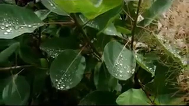 Люцина ХВОРОСТ  Дощ іде, мов на сповідь