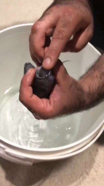 Frontosa F0 moba eggs stripping