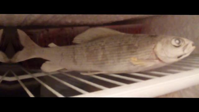 ищу пару ~ гача лайф~ мужского пола