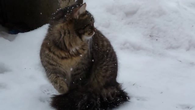 ГДЕ ЧИРИКАЮТ?.Видео Татьяны Крестьянсковой