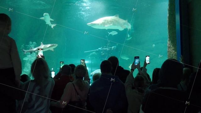 Russia, Moscow. 119 Mira Avenue, 02.07.2023. A group of people watches as a diver feeds sharks in a