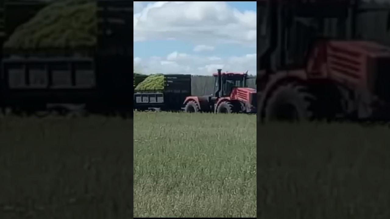 Настоящий сбор урожая, поля  Омской области. Тут, важна каждая минута.