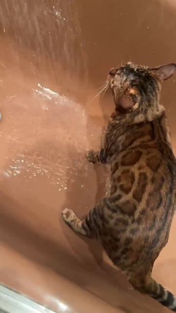 Бенгальская кошка любит воду