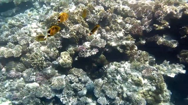 Klipka mývalí [Chaetodon fasciatus] (Striped Butterflyfish)