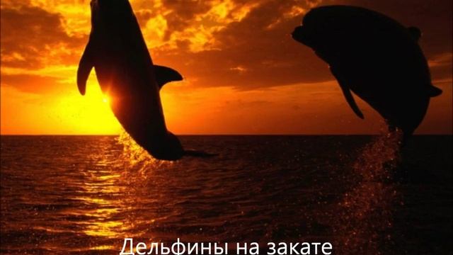 ДЕЛЬФИНЫ