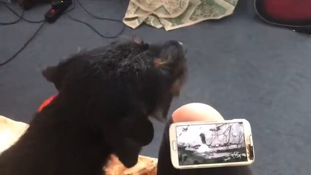 Гимн утиной охоты 🐥👂