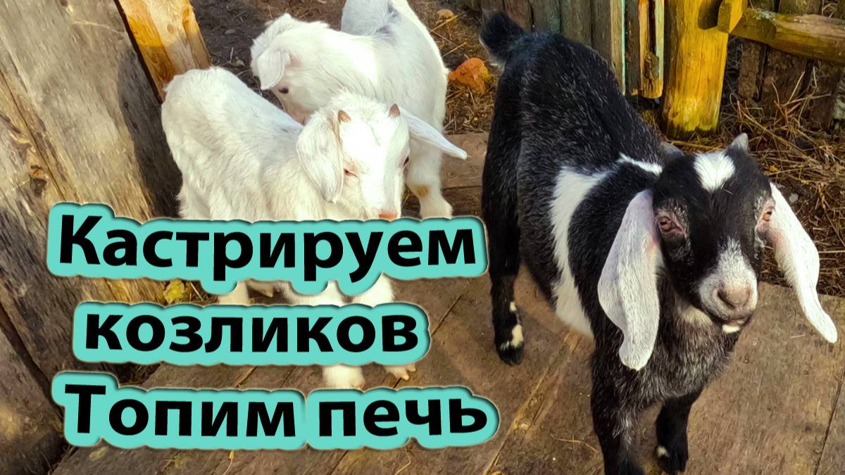 Сделали цыплятник, дефебержировали козликов. Топлю печь в старом доме