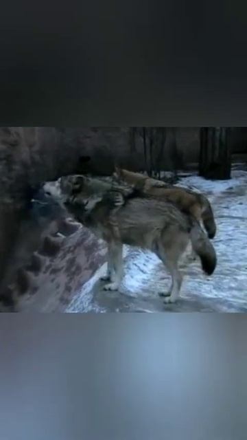 Волки интересные факты 1 часть, продолжение в описании видео.не забудьте подписаться.🐺🐺🐺