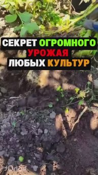 Секрет урожая любых культур #сад #огород #дача #рассада #урожай