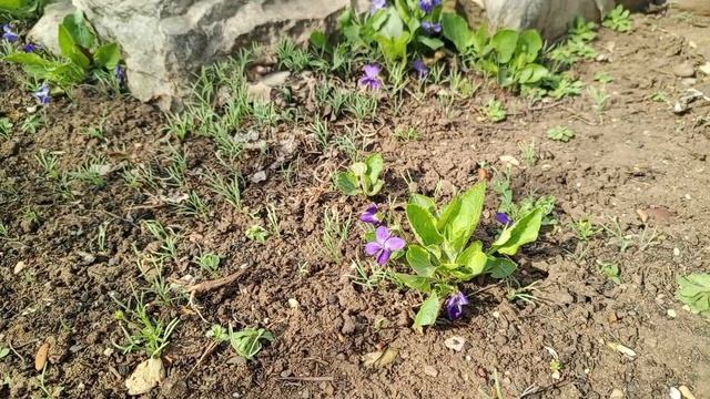 Цветение тюльпана Биберштейна, фиалок. Готовимся к празднику.