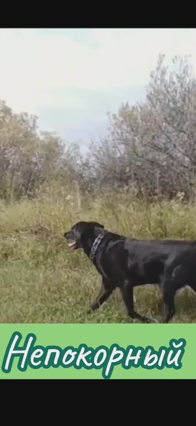 Непослушная собака