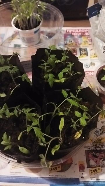 Пикирую томаты🍅🌱в аномальную жару 17.04.25