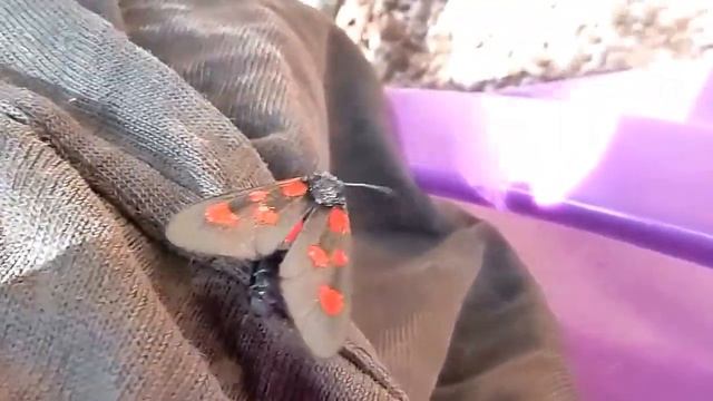 Six-Spot Burnet Moth (Zygaena filipendulae)