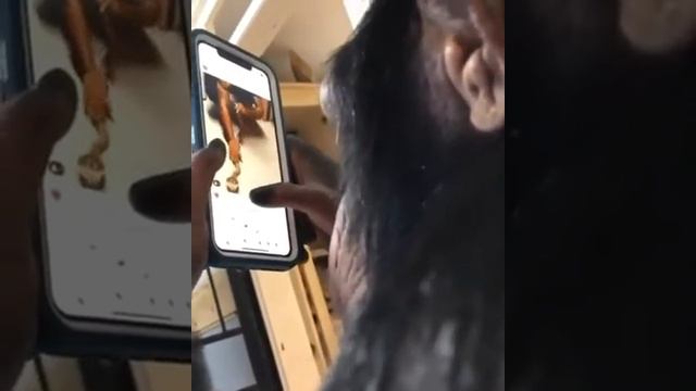 Обезьяна научилась пользоваться инстаграмом | The monkey learned how to use instagram