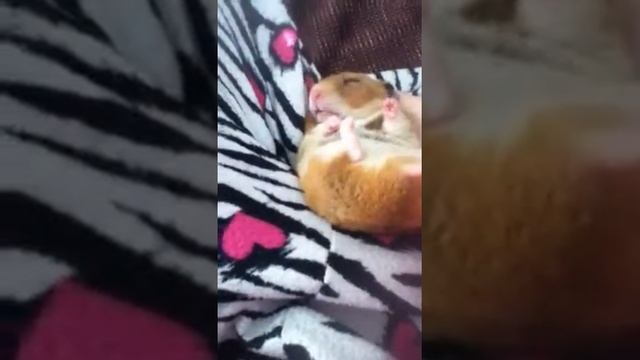 Hamster