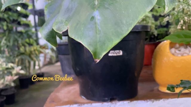 മോൺസ്റ്റെറ ഡെലിസിയോസ Monstera deliciosa variegata