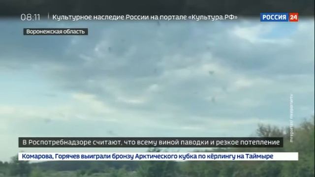 Полчища комаров атакуют российские регионы - Вести 24