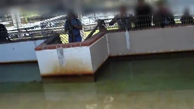 Alligator Bite - Original AKA "The Chester Video"