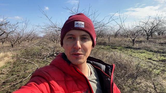 Чем и как покрасить раны на плодовых деревьях