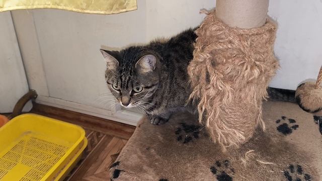 Кошка сама пришла взвешиваться на весах