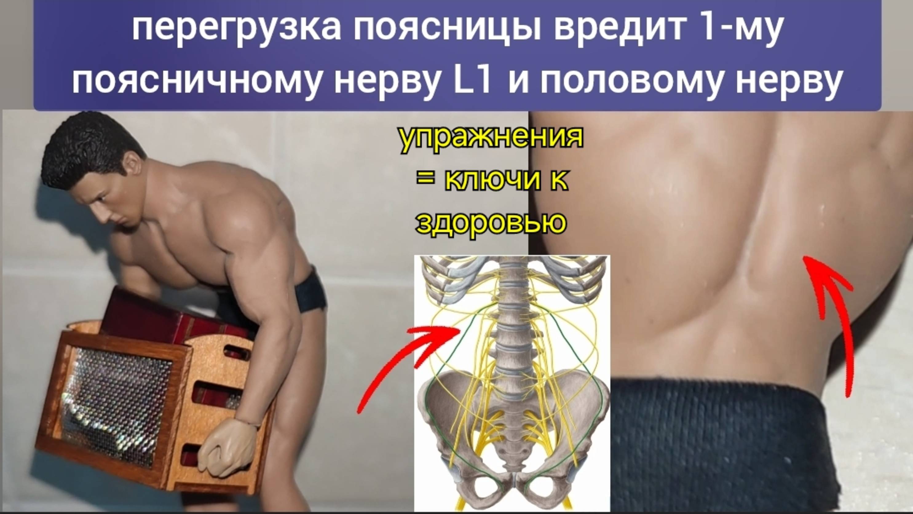 Жизнь суставов ног и половых органов зависит от 1-го поясничного нерва L1. Методы декомпрессии