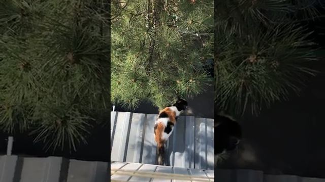 Охота красивой киски🤣beautiful pussy