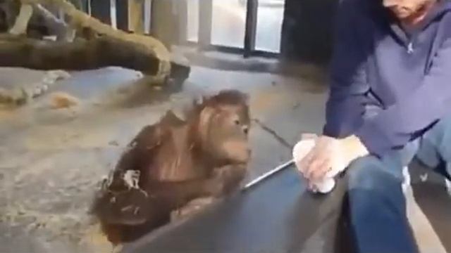 Обезьянка ржёт 🙆🙆🙆