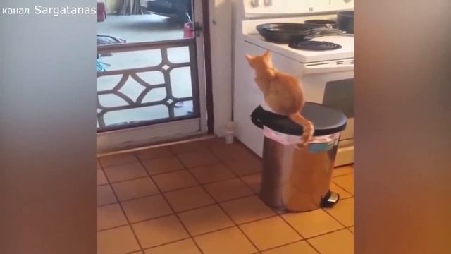 Смешные животные часть 3
