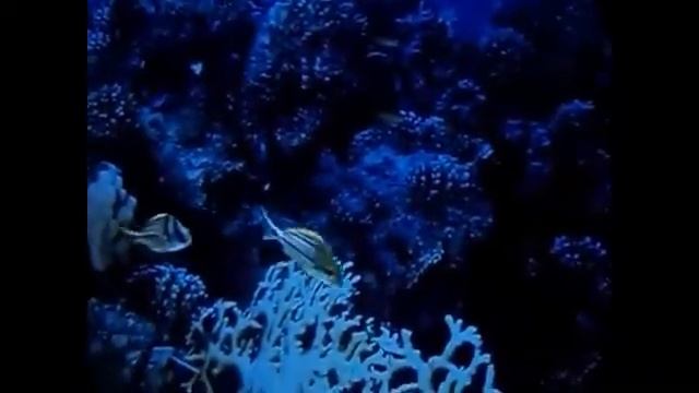 ОБИТАТЕЛИ ТЁПЛЫХ МОРЕЙ! Inhabitants warm seas!