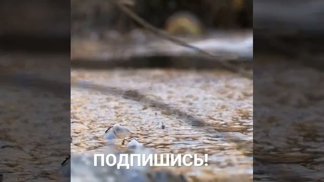 Вот как Алигаторы выживают зимой, Когда Озеро Замерзает!