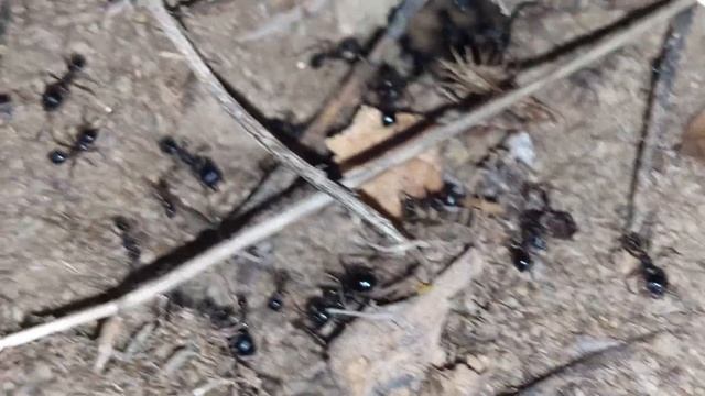 Ants in Italy at night/Муравьи в Италии ночью 02.10.2021