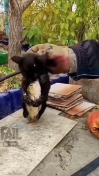 Добыча мечты 😁 #shorts #shortvideo