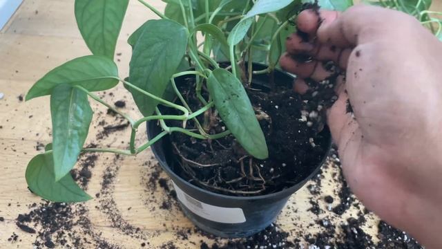 How to repot epipremnum Cebu blue?with complete care tips.(@leaf-lantern )