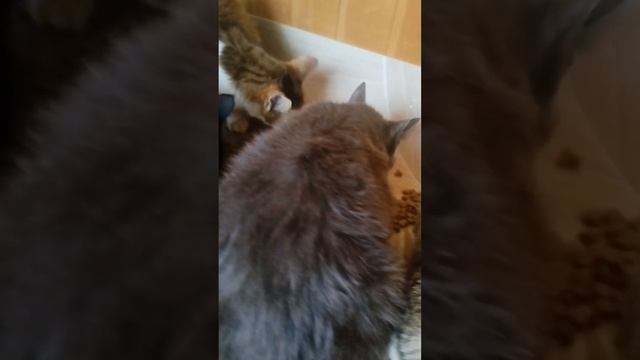 Много кошек как детский сад