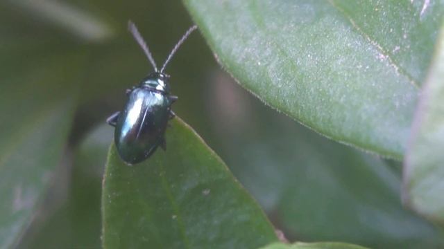 Altica oleracea leaf beetle