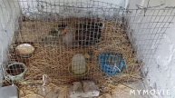"Вкусная рыбка на пару" "Гусочка приняла гусят"!