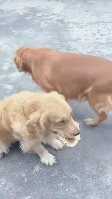 ПРИКОЛ