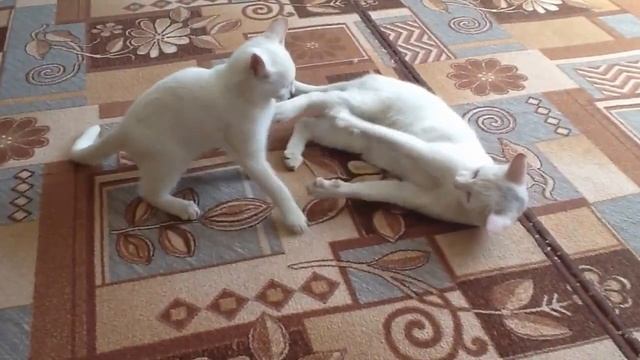 Кошки. Мать и сын. Игра. Беляки (Пробное)