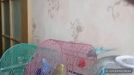 Полёт моего попугая в замедленной съёмке