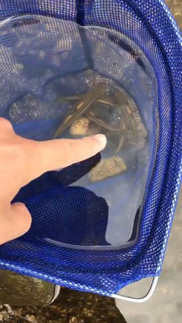 ウグイ9匹捕まえた　フリースクール　山口県