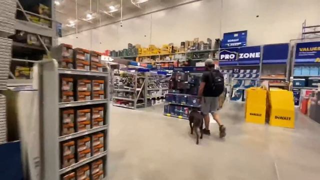 9 MO Chocolate Lab | Oak | Best Virginia Dog Trainers | RVA