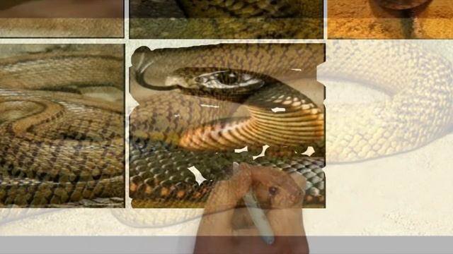 Top 10 Serpientes Mas Peligrosas Y Venenosas Del Planeta | No.1