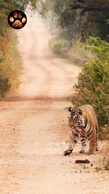Why are open Jeep Safaris safe? #discoverwildpaws #shorts