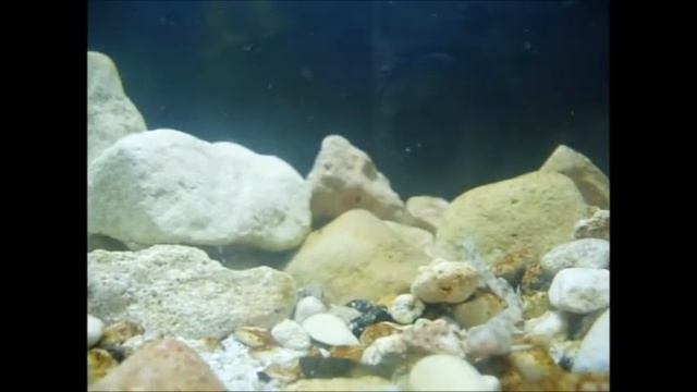 Smallerspotted Catshark (Scyliorhinus canicula) hatchlings - Sharklab-Malta